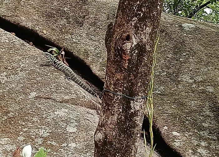 Canto Da Natureza